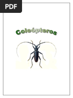 Insectos Gran Guia Coleoptero (Buenisimo Con Laminas Antiguas) PDF