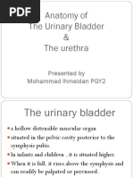 Anatomy of The Lower Urinary Tract