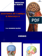 Anatomia Cabeça e Pescoço