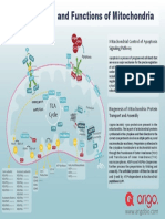 Structure and Functions of Mitochondria Poster PDF