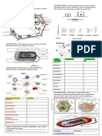 Taller Las Generalidades de La Celula