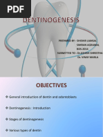 Dentinogenesis