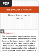 3 - Bee Biology & Anatomy