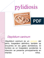 Dipylidiosis 111117230821 Phpapp02