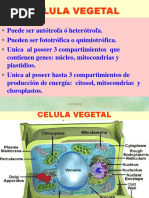 Celula Vegetal