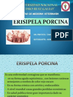 Erisipela Porcina