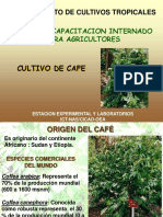 Cultivo de Café