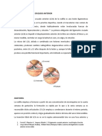 Lesion Del Ligamento Cruzado Anterior