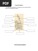 Sistemas Cuerpo Humano 2°