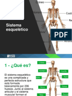 Estructuras Del Sistema Esqueletico