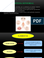 Neurofisiologia Desarrollo