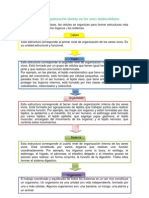 Niveles de Organización Interna en Los Seres Multicelulares