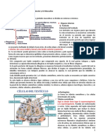 Reproductor Masculino (Histología y Anatomía)