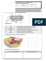 Ficha de Reforzamiento Cta