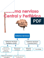 El Sistema Nervioso Triptico