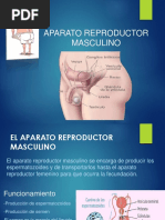 Aparato Reproductor Masculino