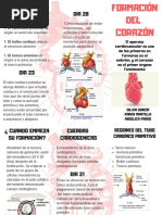 Formación Del Corazón