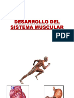 Desarrollo Del Sistema Muscular