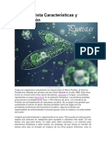 Reino Protista Características y Clasificación