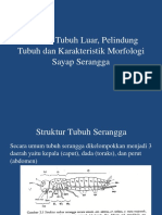 Struktur Tubuh Serangga