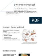 Amnios y Cordón Umbilical