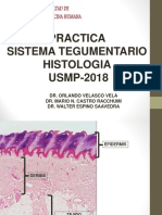 Usmp Practica - Histologia 2018 - Tegumentario