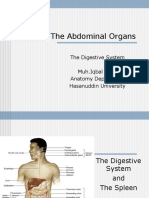 The Abdominal Organs