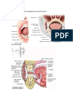 Anatomi Rongga Mulut 