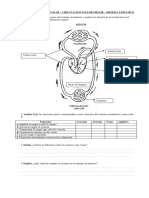 Sistema Circulatorio Tarea