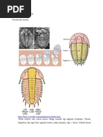 Subfilum Trilobita