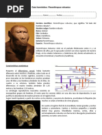 Guia Paranthropus Robustus