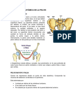 Descripción Anatómica de La Pelvis