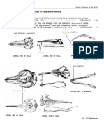 2.2 Key To Identification of Skulls of Cetacean Families