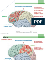 Anatomia Fisuras