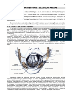 Glândulas Anexas