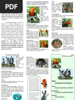 Animales en Peligro de Extincion