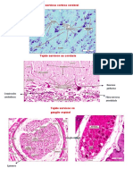 Histologia Imagenes 