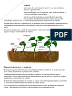 Proceso de Germinación de Una Planta