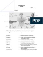 Guia de Sistema Endocrino