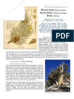 Pine Pinus SP Materia Medica Herbs