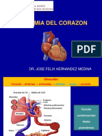 Anatomia Corazon