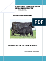 Producción de Vacunos de Carne