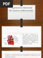 Organización Funcional Del Sistema Cardiovascular