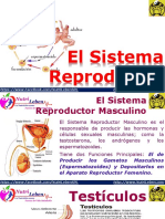 El Sistema Reproductor