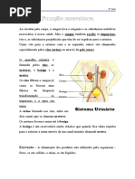 3ano-Funcao Excretora