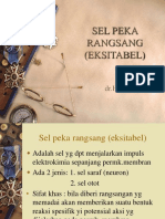 Sel Peka Rangsang Eksitabel