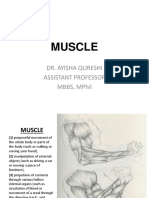 Skeletal Muscle Structure