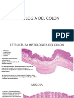 Histología Del Colon