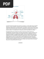 Bioquimica Respiratoria