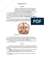 Histologia Tecido Nervoso e Tecido Muscular